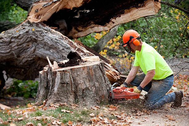 Best Tree Root Removal  in Salina, OK